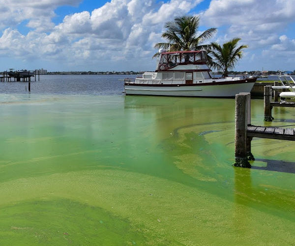 WXEL TV special "Toxic Algae: Complex Sources and Solutions"