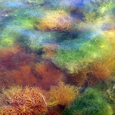 Securing Florida's Water Future: Southwest Florida