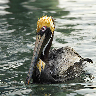 Video Spotlight: Florida Chamber of Commerce: Indian River Lagoon