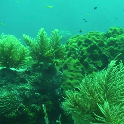 Video Spotlight: Florida Chamber of Commerce: Florida Keys